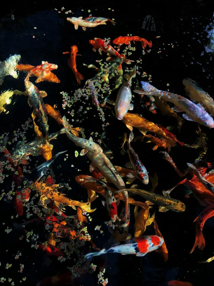 Shoal of koi fish in a decorative pond (Miami project)