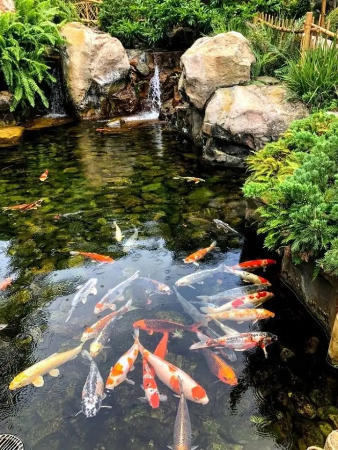 Estanque con peces koi
